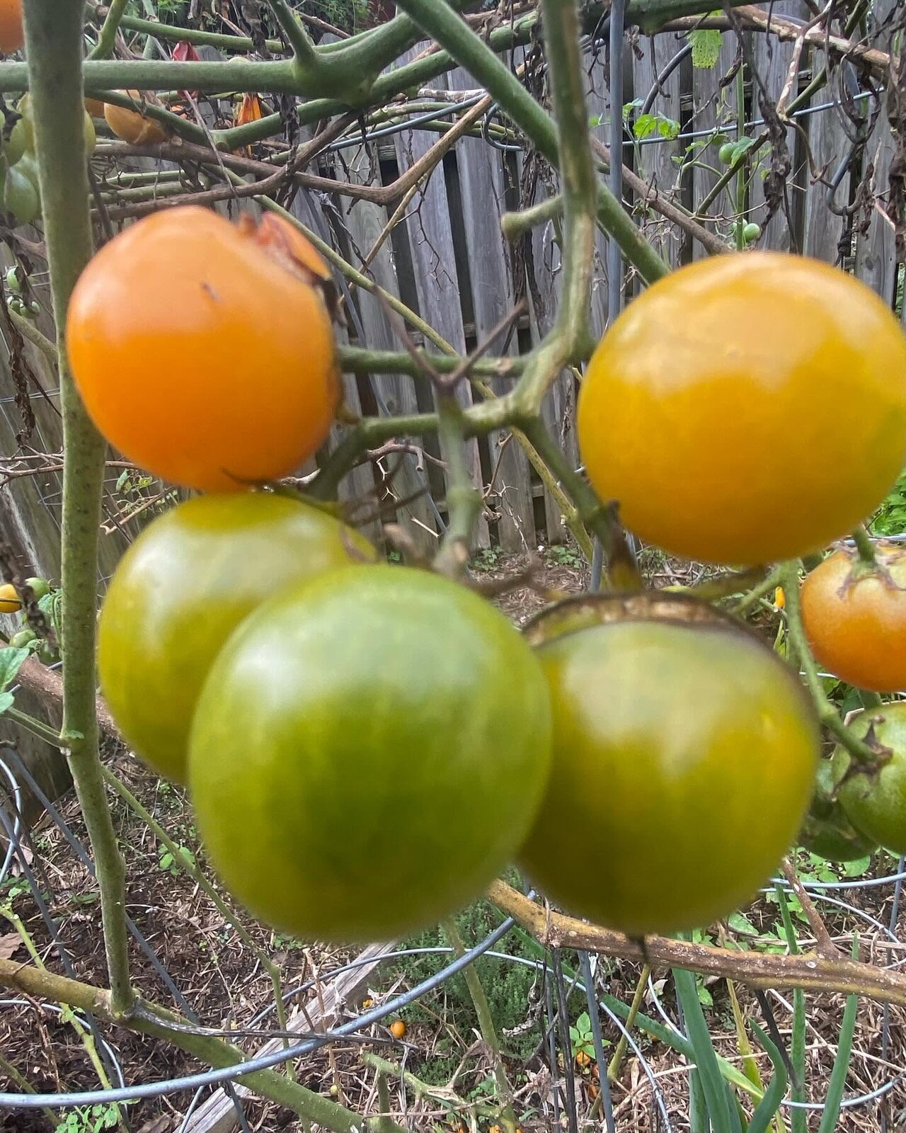 Tomatoes ripening on the vine